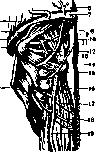 Occipital Region: figure 3 from the 1928–1936 encyclopedia article
