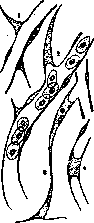 Capillaries: figure 3 from the 1928–1936 encyclopedia article