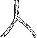 Capillaries: figure 1 from the 1928–1936 encyclopedia article