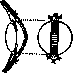 Keratoplasty: figure 3 from the 1928–1936 encyclopedia article