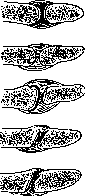 Clavicle: figure 5 from the 1928–1936 encyclopedia article