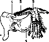 Clavicle: figure 1 from the 1928–1936 encyclopedia article