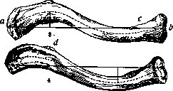 Clavicle: figure 3 from the 1928–1936 encyclopedia article
