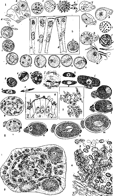 Coccidia: figure 1 from the 1928–1936 encyclopedia article