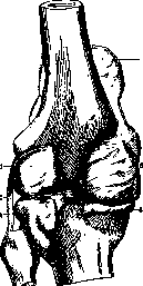 Knee Joint: figure 2 from the 1928–1936 encyclopedia article