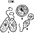 Coprolalia: figure 1 from the 1928–1936 encyclopedia article