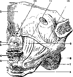 Coccyx: figure 3 from the 1928–1936 encyclopedia article