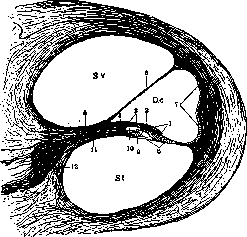Organ of Corti: figure 1 from the 1928–1936 encyclopedia article