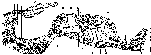 Organ of Corti: figure 5 from the 1928–1936 encyclopedia article