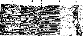 Organ of Corti: figure 2 from the 1928–1936 encyclopedia article