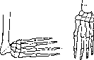 Clubhand: figure 2 from the 1928–1936 encyclopedia article
