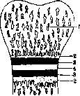 Bone: figure 6 from the 1928–1936 encyclopedia article