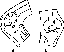 Bone: figure 19 from the 1928–1936 encyclopedia article