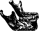 Bone: figure 14 from the 1928–1936 encyclopedia article
