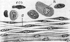 Blood: figure 2 from the 1928–1936 encyclopedia article