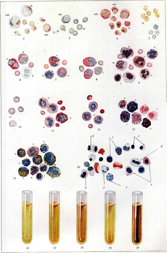 Blood: figure 8 from the 1928–1936 encyclopedia article