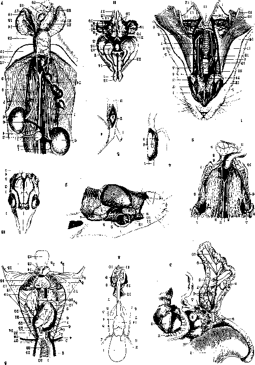 Rabbits: figure 1 from the 1928–1936 encyclopedia article