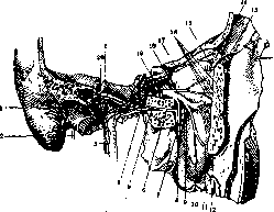 Pterygium: figure 2 from the 1928–1936 encyclopedia article
