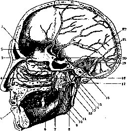 Pterygium: figure 3 from the 1928–1936 encyclopedia article