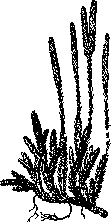 Lycopodium: figure 1 from the 1928–1936 encyclopedia article