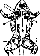 Lymphatic System (a1605): figure 1 from the 1928–1936 encyclopedia article