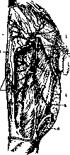 Vessels: figure 2 from the 1928–1936 encyclopedia article