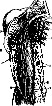 Lymphatic System (LYMPHATIC SYSTEM): figure 8 from the 1928–1936 encyclopedia article