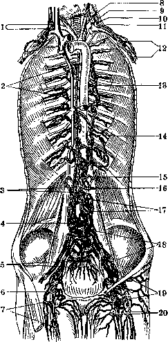 Lymphatic System (LYMPHATIC SYSTEM): figure 1 from the 1928–1936 encyclopedia article