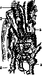 Lymphatic System (a1605): figure 5 from the 1928–1936 encyclopedia article