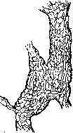 Vessels: figure 1 from the 1928–1936 encyclopedia article