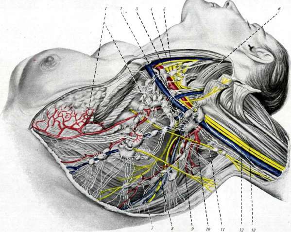 Lymphatic System (LYMPHATIC SYSTEM): figure 6 from the 1928–1936 encyclopedia article