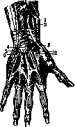 Radiocarpal Joint: figure 6 from the 1928–1936 encyclopedia article