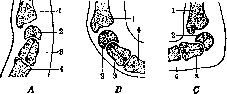 Radiocarpal Joint: figure 4 from the 1928–1936 encyclopedia article