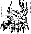 Radiocarpal Joint: figure 2 from the 1928–1936 encyclopedia article