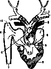 Frog: figure 2 from the 1928–1936 encyclopedia article