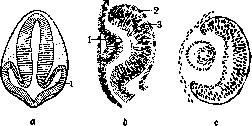 Mechanics of Development: figure 15 from the 1928–1936 encyclopedia article