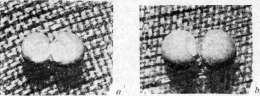 Mechanics of Development: figure 6 from the 1928–1936 encyclopedia article