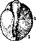 Mechanics of Development: figure 3 from the 1928–1936 encyclopedia article