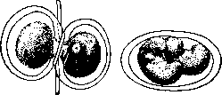 Mechanics of Development: figure 2 from the 1928–1936 encyclopedia article