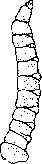 Myiasis (myiasis): figure 2 from the 1928–1936 encyclopedia article