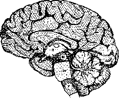 Brain (cerebrum, a comprehensive term for the entire): figure 1 from the 1928–1936 encyclopedia article