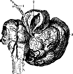 Cerebellopontine Angle: figure 2 from the 1928–1936 encyclopedia article