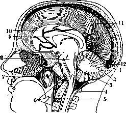Cerebellopontine Angle: figure 7 from the 1928–1936 encyclopedia article