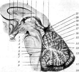 Cerebellopontine Angle: figure 20 from the 1928–1936 encyclopedia article