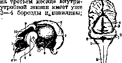 Cerebellopontine Angle: figure 14 from the 1928–1936 encyclopedia article