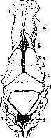 Cerebellopontine Angle: figure 9 from the 1928–1936 encyclopedia article