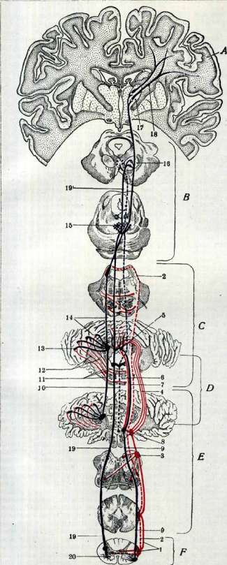 Cerebellopontine Angle: figure 23 from the 1928–1936 encyclopedia article