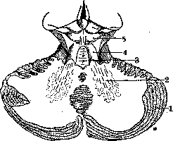 Cerebellopontine Angle: figure 22 from the 1928–1936 encyclopedia article