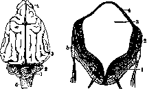 Cerebellopontine Angle: figure 13 from the 1928–1936 encyclopedia article