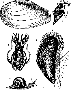 Mollusks: figure 1 from the 1928–1936 encyclopedia article